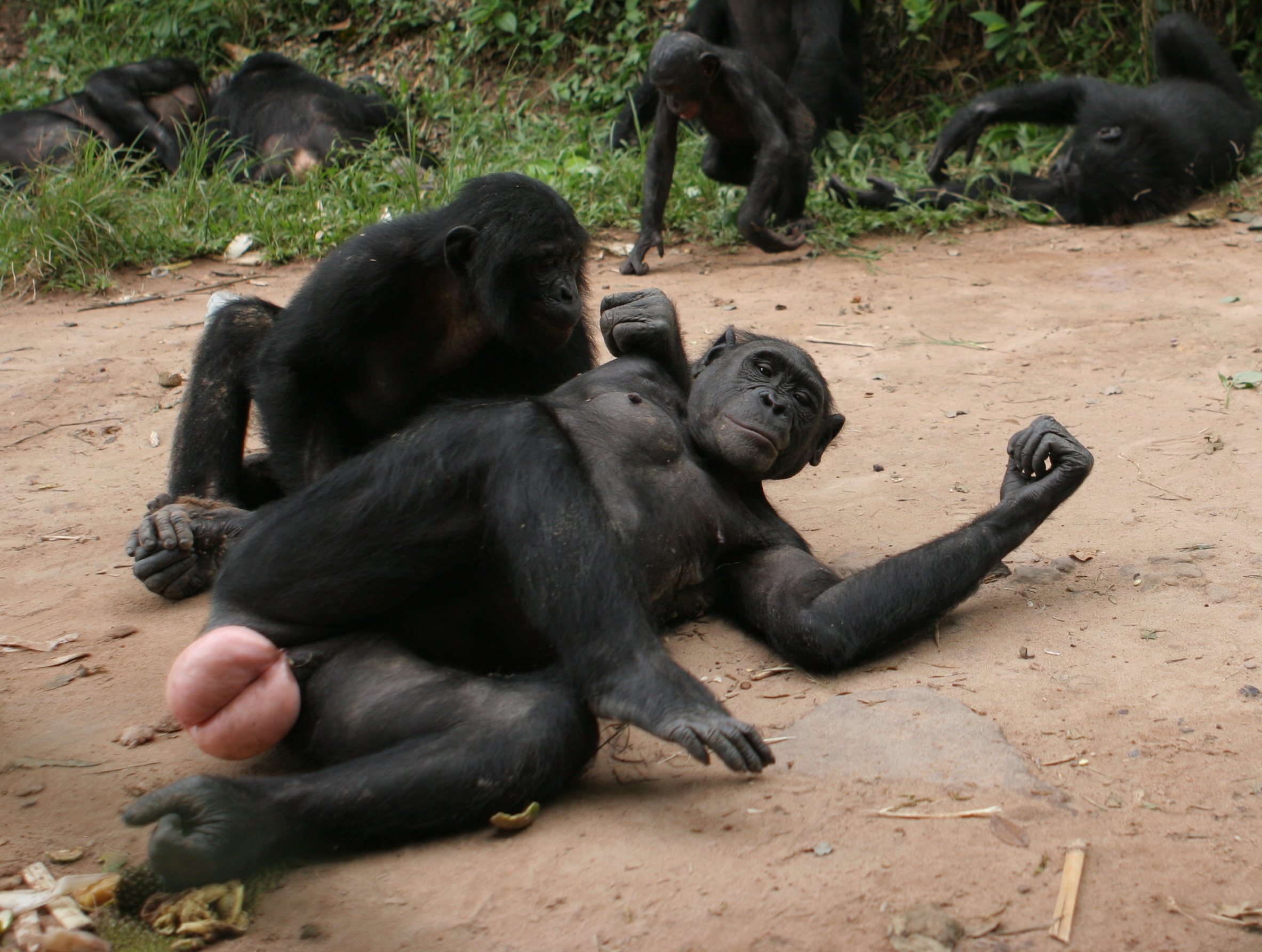 Female bonobo in full estrus cycle, Lola Ya Bonobo, Democratic Republic of the Congo, 2008